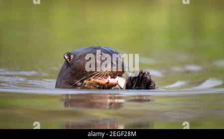 Primo piano di una gigantesca lontra fiume che mangia un pesce in acqua, Pantanal, Brasile. Foto Stock