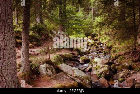 Il piccolo ruscello si trova tra le pietre di muschio nella Foresta Nera a Menzenschwand vicino a Feldberg. Baden-Württemberg, Germania Foto Stock