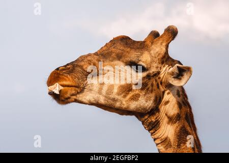 Giraffe, Giraffa camelopardalis, masticare e leccare frammenti di osso, Zwartkloof Riserva privata di gioco, Bela-Bela, Provincia di Limpopo, Sudafrica Foto Stock