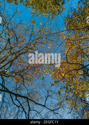 Guarda verso l'alto le corone degli alberi e il cielo blu nuvoloso Foto Stock