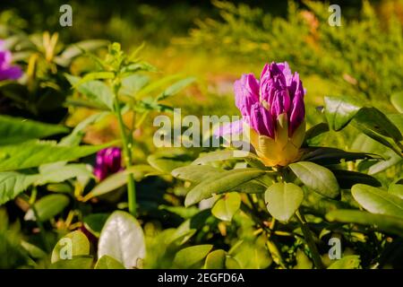 L'inizio delle gemme fiorite sui cespugli di Rododendro in caldo days.Spring fioritura. Primo piano sui petali di un rosa-viola Foto Stock