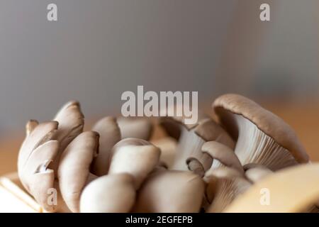 Particolare di funghi assemblati, funghi di Re Oyster, Champignon, Kräuterseitling, sfondo Foto Stock