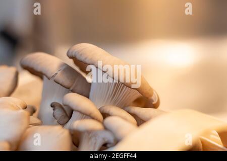 Particolare di funghi assemblati, funghi di Re Oyster, Champignon, Kräuterseitling, sfondo Foto Stock