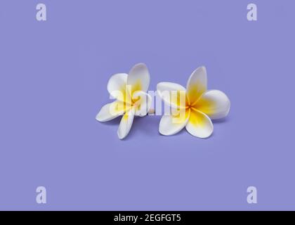 Bella fiori bianchi frangipani plumeria alba su sfondo viola. Biglietto d'auguri Foto Stock