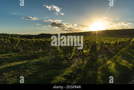 Vigneto durante il tramonto. Vinificazione in Repubblica Ceca Foto Stock