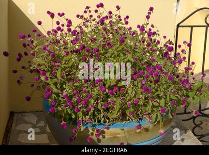 Primo piano molti fiori di Gomphrena globosa in via vaso su sfondo giallo parete. Foto Stock
