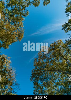 Guarda verso l'alto le corone degli alberi e il cielo blu nuvoloso Foto Stock