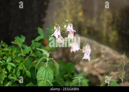 Montagna rocciosa colline Aquilegia caerulea pianta fiorente nel parco estivo. Foto Stock