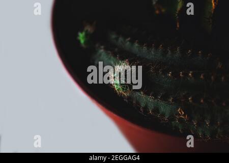 Primo piano macro piccolo cactus scion sperone all'interno della pianta vaso di fiori con aghi appuntiti e appuntiti Foto Stock