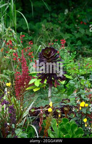 Aeonium arboreum Zwartkop,Aeonium arboreum var atropureum Schwarzkopf,succulente,succulente,succulenti,salvia,salvias,mix,misto,display,misto impianto combinat Foto Stock