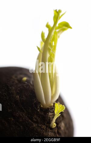 Primo piano macro crescita germogli verdi piantine su radice di ravanello nero vegetale, sano cibo grezzo a sfondo isolato Foto Stock
