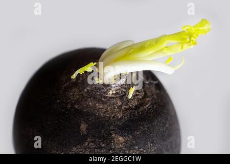 Ravanello rotondo nero con macro di germogli di germoglio verde primo piano su sfondo grigio Foto Stock
