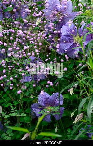 clematis perle d'azur,dazur,dazure,Thalictrum delavayi,rue prato,fiori blu e lilla,blu e viola fiori, viola, lilla, fiore, fiori, blu chiaro Foto Stock