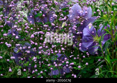 clematis perle d'azur,dazur,dazure,Thalictrum delavayi,rue prato,fiori blu e lilla,blu e viola fiori, viola, lilla, fiore, fiori, blu chiaro Foto Stock