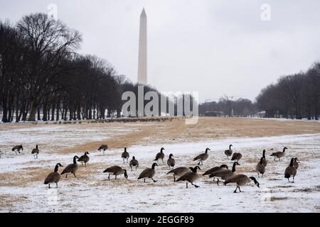 Washington, Stati Uniti. 18 Feb 2021. Le oche selvatiche sono viste su un campo innevato vicino al monumento di Washington a Washington, DC, gli Stati Uniti. Credit: Liu Jie/Xinhua/Alamy Live News Foto Stock