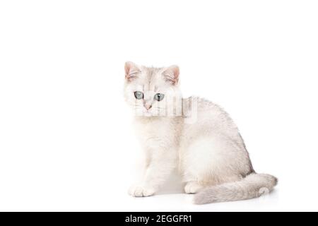 Bianco con grigio bellissimo gattino di razza britannica si siede su uno sfondo bianco. Foto Stock