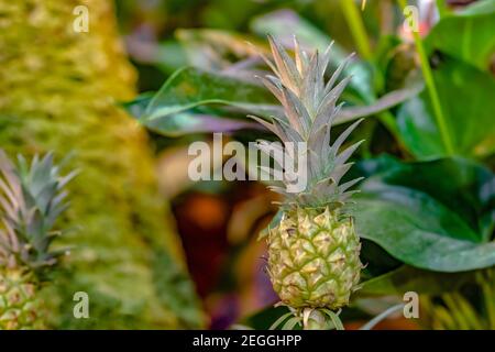 ananas piccolo che cresce su un cespuglio, in un vivaio Foto Stock