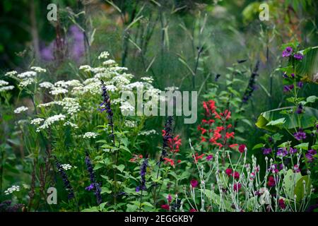 Lychnis coronaria Gardeners World,salvia amistad,salvia fulgens,Foeniculum vulgare purpurpureum,finocchio di bronzo,foglie,fogliame,rosso rosa fiore viola blu Foto Stock