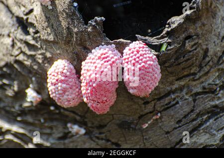 Closeup di uova di lumaca di mela dorata (Pomacea canaliculata) sul legno decaduto Foto Stock