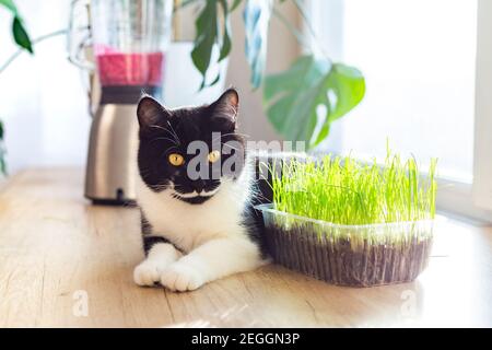 Un gatto bianco e nero con gli occhi gialli giace su una finestra di cucina. Erba per gatti. Foto Stock