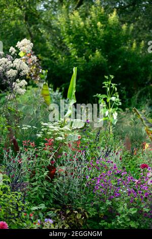 Malva sylvestris ,Lychnis coronaria Gardeners World, Foeniculum vulgare purpureum,finocchio di bronzo,salvia fulgens,salvia amistad,ensete ventricosum maure Foto Stock