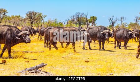 Mandria di bufali africani Foto Stock