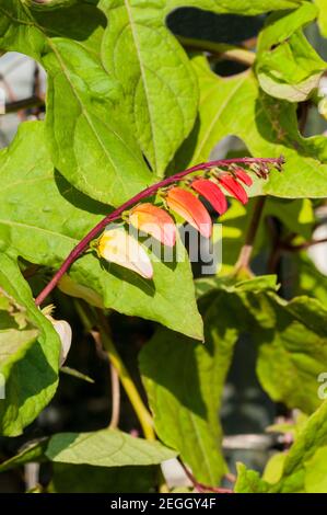 Primo piano di Ipomoea labata un perenne di arrampicata che è di solito cresciuto come un anno. Rosso arancio giallo e fiori bianchi durante l'estate in autunno. Foto Stock