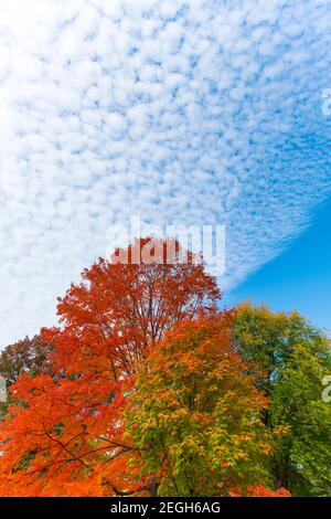 Le nuvole di cirrocumulus coprono gli alberi di colore delle foglie autunnali e si trovano a Central Park a New York City NY USA. Foto Stock