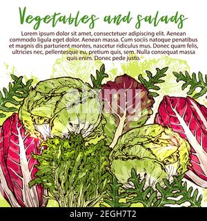 Insalata vegetariana e insalata di verdure poster. Disegno vettoriale di cicoria vegana e lattuga a foglia d'avena o spinaci o cavolo pak choi, sorbetto e. Illustrazione Vettoriale