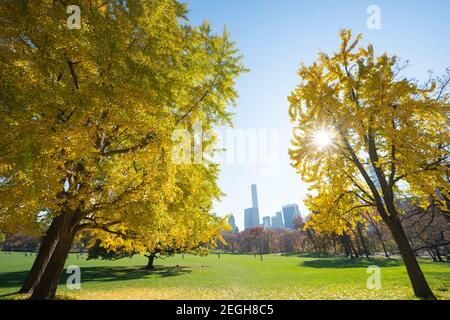 Il sole illumina gli alberi di colore delle foglie autunnali in Sheep Meadow a Central Park a New York City NY USA. Foto Stock