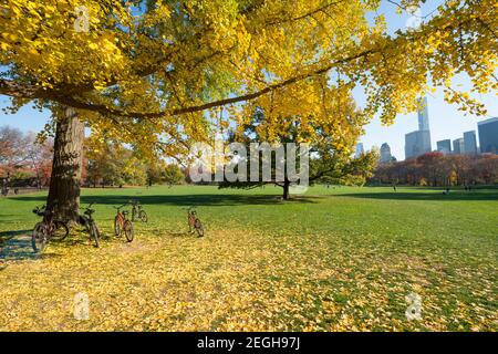 Il sole illumina gli alberi di colore delle foglie autunnali e le biciclette in Sheep Meadow a Central Park a New York City NY USA. Foto Stock