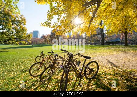 Il sole illumina gli alberi di colore delle foglie autunnali e le biciclette in Sheep Meadow a Central Park a New York City NY USA. Foto Stock