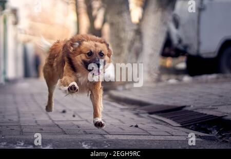 Un mongrel, cane di razza mista o mutt è in esecuzione rapidamente. Divertente foto del cane da corsa. Cane durante la corsa. Foto Stock