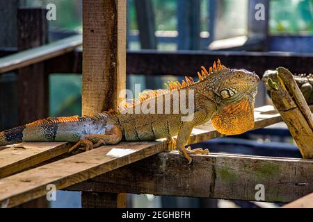 Iguana verde del Green Iguana Progetto di Conservazione in San Ignacio, il Belize Foto Stock