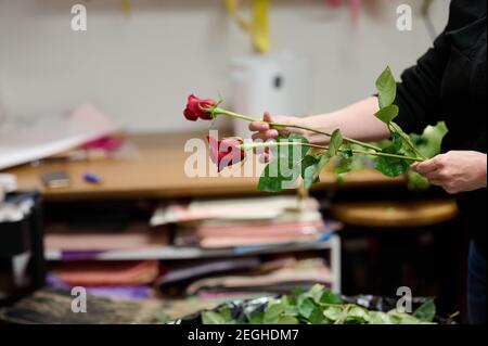 Processo di assemblaggio del bouquet in officina, fiorista che tiene due rose fresche Foto Stock