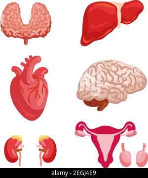 Set di icone di anatomia di organi umani con organo interno e sistema del corpo. Cuore, cervello e fegato, rene, tiroide e sistema riproduttivo femminile con Illustrazione Vettoriale