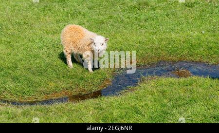 Giovane pecora islandese che beve acqua da un piccolo fiume d'acqua, Islanda Foto Stock