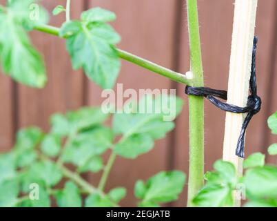 Stelo di pianta di pomodoro legato ad un palo Chioseup Foto Stock