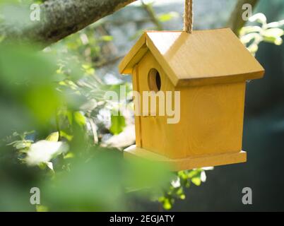 Casa di uccello giallo che pacca sul ramo dell'albero Foto Stock