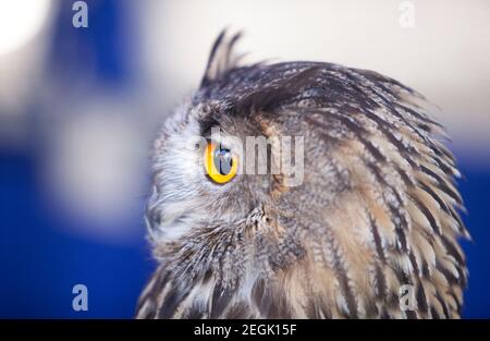 L'aquila-gufo indiano, Bubo bengalensis, anche chiamato l'aquila-gufo di roccia o l'aquila-gufo del Bengala. Isolato su sfondo blu Foto Stock