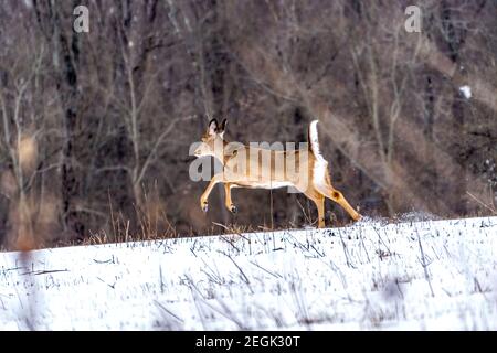 Ohio whitetail cervi in su e in esecuzione Foto Stock