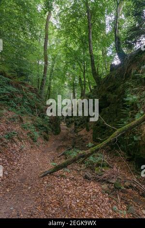 Ramo degli alberi caduti sul sentiero forestale attraverso la roccia a Mullerthal vicino confine con il Lussemburgo, Germania Foto Stock