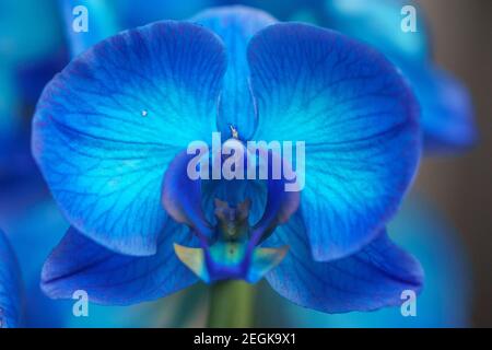 particolare di fiori di orchidea blu in luce brillante Foto Stock