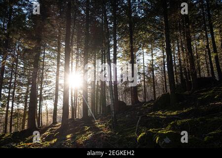 Alberi di pino sul lato di Craig Mony, Drumnadrochit, con luce solare scoppiando tra i tronchi Foto Stock
