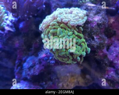 Euphyllia cristata - uva ramificata LPS corallo Foto Stock