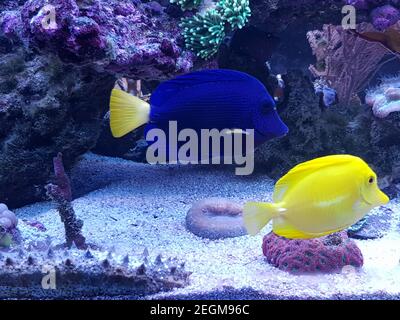 Zebrasoma xanthurum - pesce di tang viola di Yellowtail Foto Stock