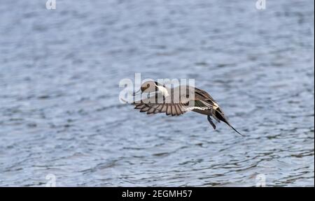 Un'anatra di pintail del nord maschile ' Anas acuta ' vola su un lago in Canada. Foto Stock