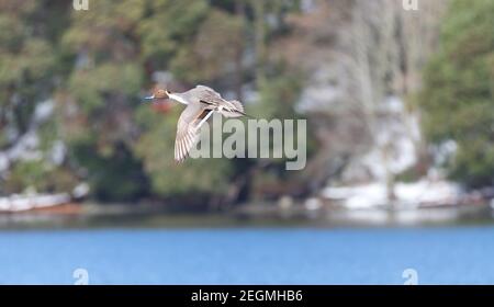 Un'anatra di pintail del nord maschile ' Anas acuta ' vola su un lago in Canada. Foto Stock