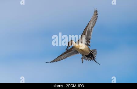Un'anatra di pintail del nord maschile ' Anas acuta ' vola su un lago in Canada. Foto Stock
