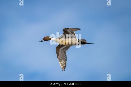 Un'anatra di pintail del nord maschile ' Anas acuta ' vola su un lago in Canada. Foto Stock